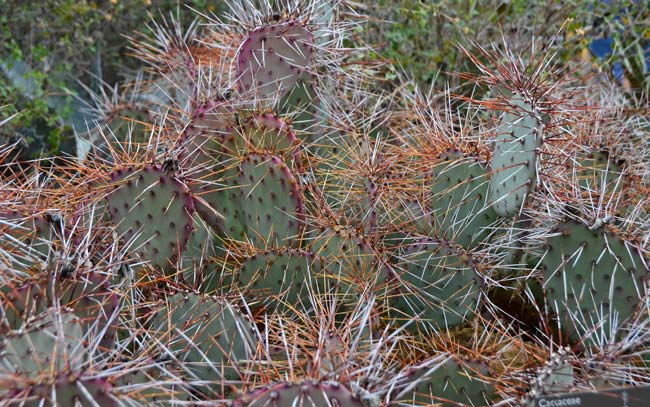 Long-spined Prickly Pear has from 0 to 15 spines; glochids are reddish yellow aging brown. This species is a Chihuahuan Desert cactus and prefers elevations from 2,000 to 5,000 feet. Opuntia macrocentra 